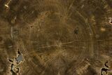 Polished Cretaceous Petrified Wood Round - Texas #320753-1
